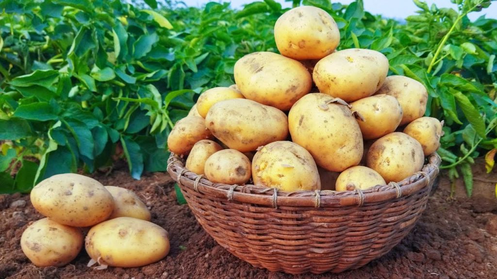 Картофельная напасть