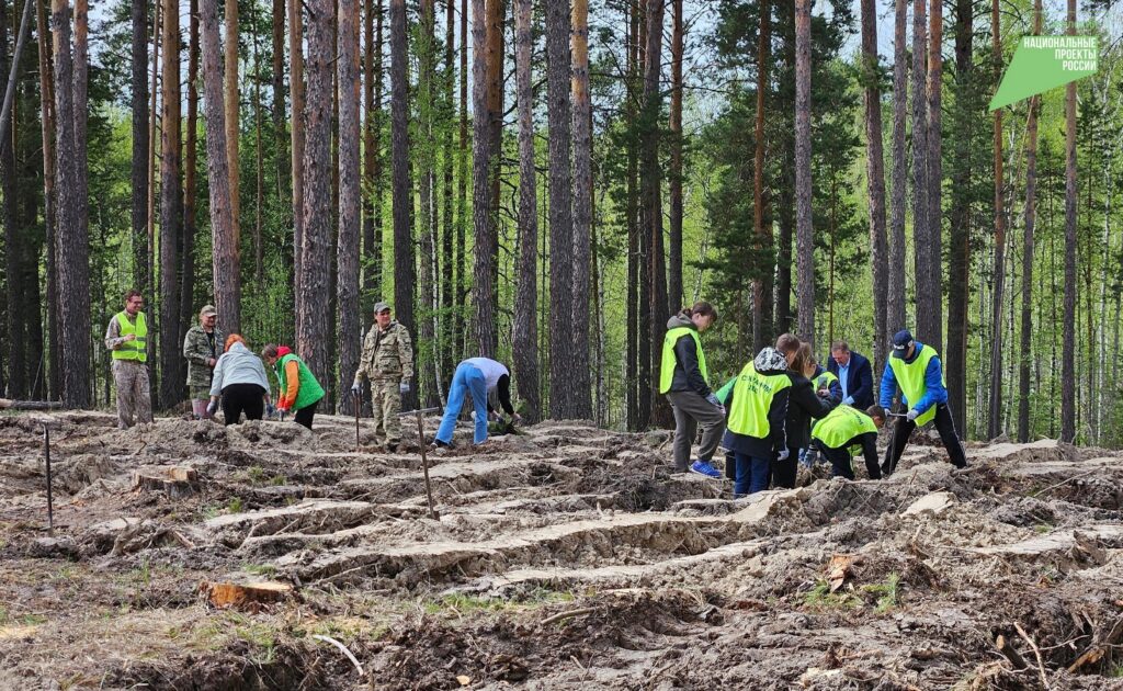 Ульяновская область одна из первых среди субъектов ПФО завершила весенний этап лесовосстановления